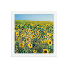 Load image into Gallery viewer, Sunflower Field Framed 10x10" Poster