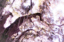 Load image into Gallery viewer, Ethereal - St. Augustine, Florida