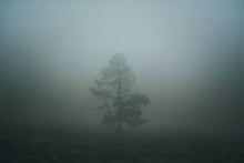 Load image into Gallery viewer, Solo Whisper - Yellowstone National Park