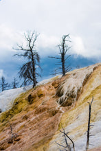 Load image into Gallery viewer, Deserted Dancers - Yellowstone National Park