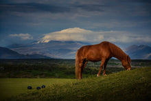 Load image into Gallery viewer, Glaciers and Grazing - Hella, Iceland