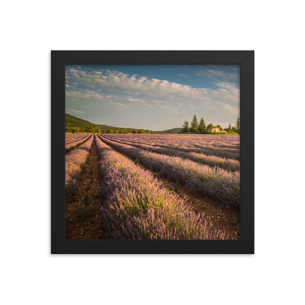 Lavender Fields Framed 10x10