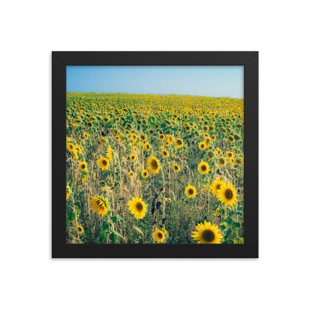 Sunflower Field Framed 10x10