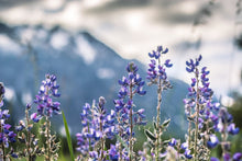 Load image into Gallery viewer, Field of Magic	- Grand Teton National Park, Wyoming
